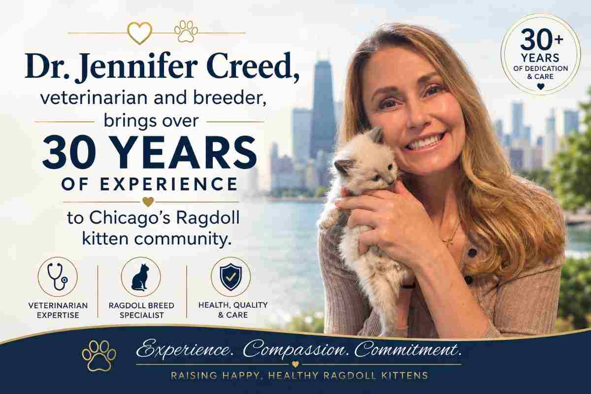 Dr. Jennifer Creed, veterinarian and breeder, brings over 30 years of experience to Chicago's Ragdoll kitten community